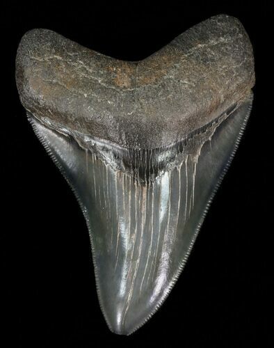 Serrated, Megalodon Tooth - Medway Sound, GA #58475